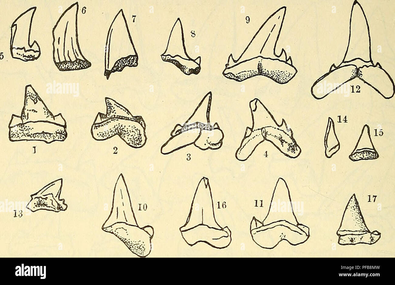 . A description of the fossil fish remains of the Cretaceous, Eocene and Miocene formations of New Jersey. Fishes, Fossil; Paleontology; Geology. 56 CRETACEOUS AND TERTIARY FISH.. is Fig. 21.—Otodus appendiculatus Agassiz. 1-2, Charles Co., Md. (Thomas) ; 3, Allowaystown (Yarrow) ; 4, Monmouth Co. (Cleburne) ; 5-7, Burlington Co. (Budd) ; 8, Shark R. (Knieskern) ; 9, Vincentown (Bryan) ; 10, Mon- mouth Co. (Knieskern and Cleburne); *li, no data; 12, Monmouth Co. (Knieskern and Cleburne) ; 13-15, Vincentown (Bryan) ; *i6, near Craw- ford's Corner; *ij, Shark R.; *i8, one mile southwest of Farmi Stock Photo