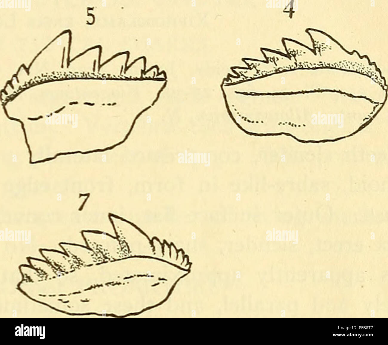 paleontology examples