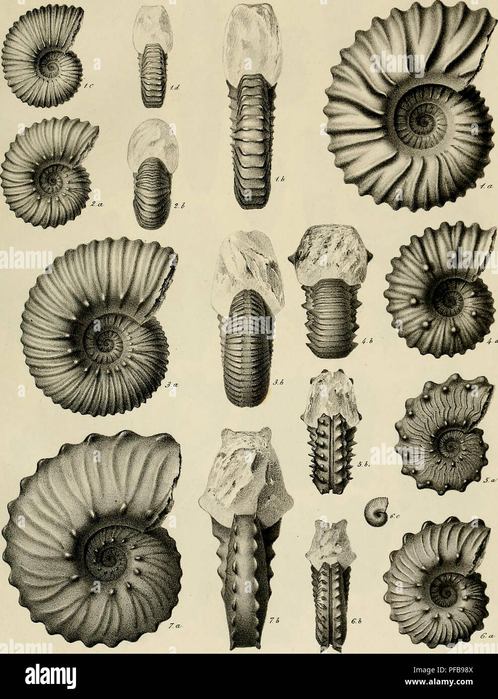 . Description des mollusques fossiles qui se trouvent dans les grès verts des environs de Genève. PL 5.. Il- /^rr .rJ 'U,/. J^/.!//M KM SrA-,y^ rti» Kij). I A Milletianiis— 1m^. '2. A fissicostatns.  Fi^. 3. A Broiigmaihanus.— Fi6 .i. A Cornuelianus. Fi^. 5. A. falcatus Fi6- 6. A.lautus— ?i^. 7. A.Guersanli. A.ftùu. (?.A ,J {d*^ ')-^^ ^ ^ ^**^. Please note that these images are extracted from scanned page images that may have been digitally enhanced for readability - coloration and appearance of these illustrations may not perfectly resemble the original work.. Pictet, François Jules, 1809-187 Stock Photo