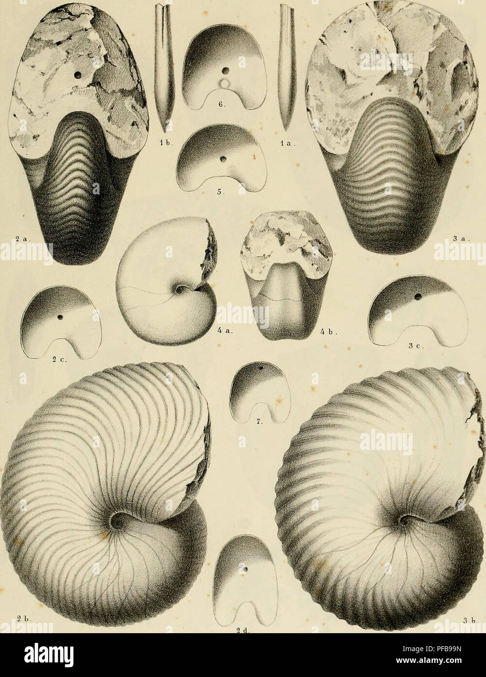 . Description des mollusques fossiles qui se trouvent dans les grès verts des environs de Genève. PI. 1.. JÎCLÔ^ler ad-nai. dtL U luJ,. Xah SchmidÀ Gtnift Fi^.l, Belemnites minimus. Fi^. 2, Nautilus Neckerianus . Fig.3. N. Saussnreanus. Fi^.4. N. lihodani. Fi^.S a 7. Cloisons de Nautiles.. Please note that these images are extracted from scanned page images that may have been digitally enhanced for readability - coloration and appearance of these illustrations may not perfectly resemble the original work.. Pictet, François Jules, 1809-1872; Roux, William. Genève Stock Photo