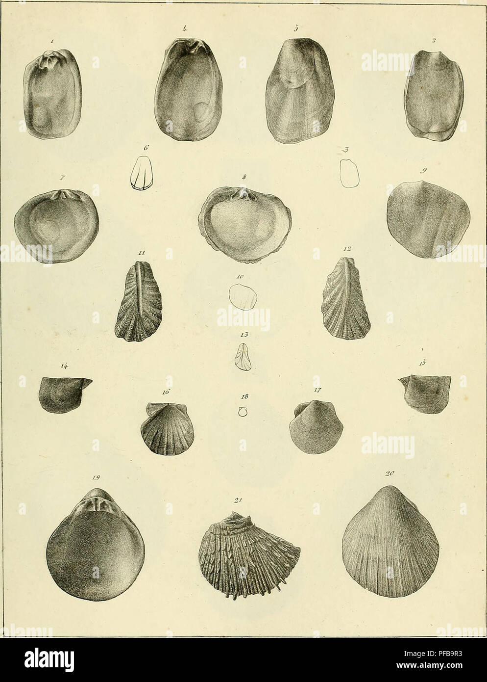 . Description des coquilles fossiles des environs de Paris. Mollusks, Fossil; Paleontology. 7: A j^L..rj.r.. p. (',c(/^,-ii dfM fy^^,&lt;/^//{i/ J^&lt;i^^^^ ^^i^ .â Â«?^2Ã®^^^&lt;;^Ã©^#5'^,?Â«Ã©^c^X^^^. l.U'k.'tUFr 're^. Please note that these images are extracted from scanned page images that may have been digitally enhanced for readability - coloration and appearance of these illustrations may not perfectly resemble the original work.. Deshayes, G. P. (GÃ©rard Paul), 1795-1875. Paris, L'auteur, chez Bechet jeune [etc. ] Stock Photo