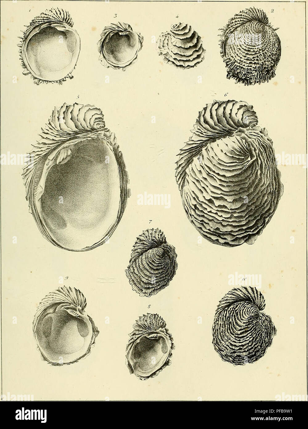 . Description des coquilles fossiles des environs de Paris. Mollusks, Fossil; Paleontology. 7./. /y. xxxi /,'.. P.Ã,r^/â,/^r/. A,//, ,/,f'r //4-/â¢/â II/. ( /'y///â ///fi- '^ Ui^cJt'^/^/ /'//'/' ^///. Please note that these images are extracted from scanned page images that may have been digitally enhanced for readability - coloration and appearance of these illustrations may not perfectly resemble the original work.. Deshayes, G. P. (GÃ©rard Paul), 1795-1875. Paris, L'auteur, chez Bechet jeune [etc. ] Stock Photo