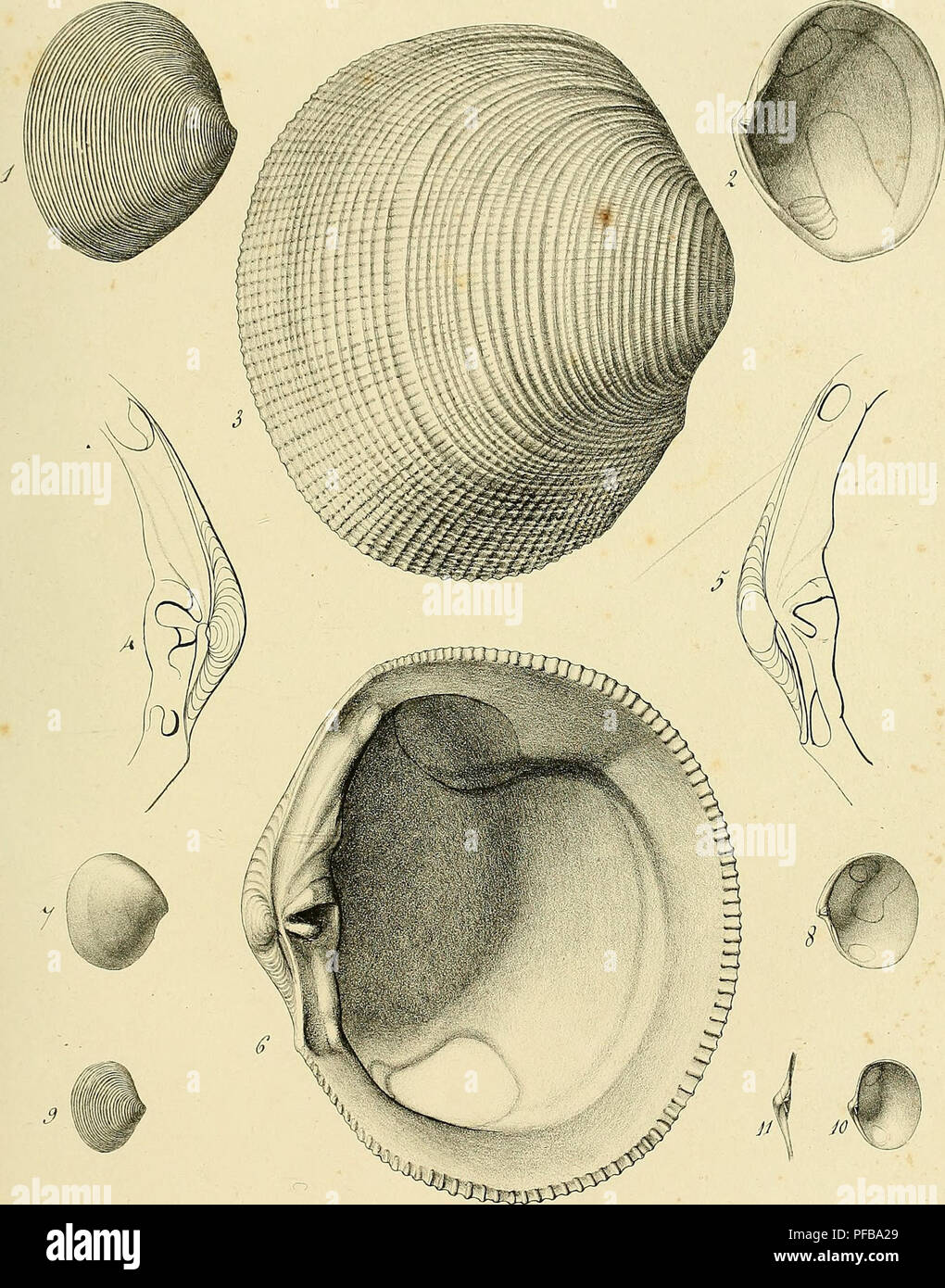 Description Des Coquilles Fossiles Des Environs De Paris Mollusks Fossil Paleontology V Ts Xju J Cioy A C Uca J A M A A Ja X I Ca Ffu C Fe T Lt A A C Lt Lt I I Please Note That These Images Are