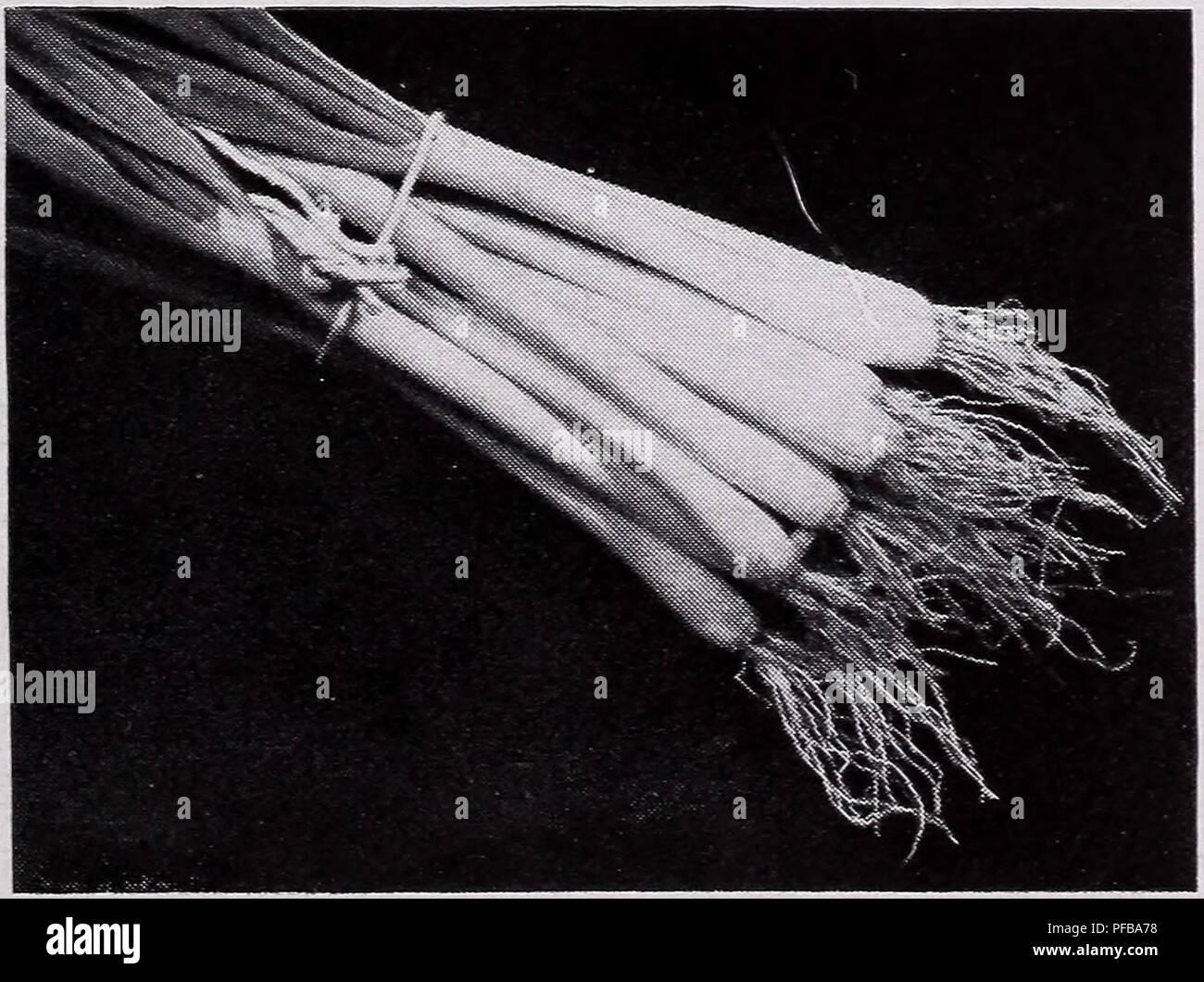 Thrips damage hires stock photography and images Alamy