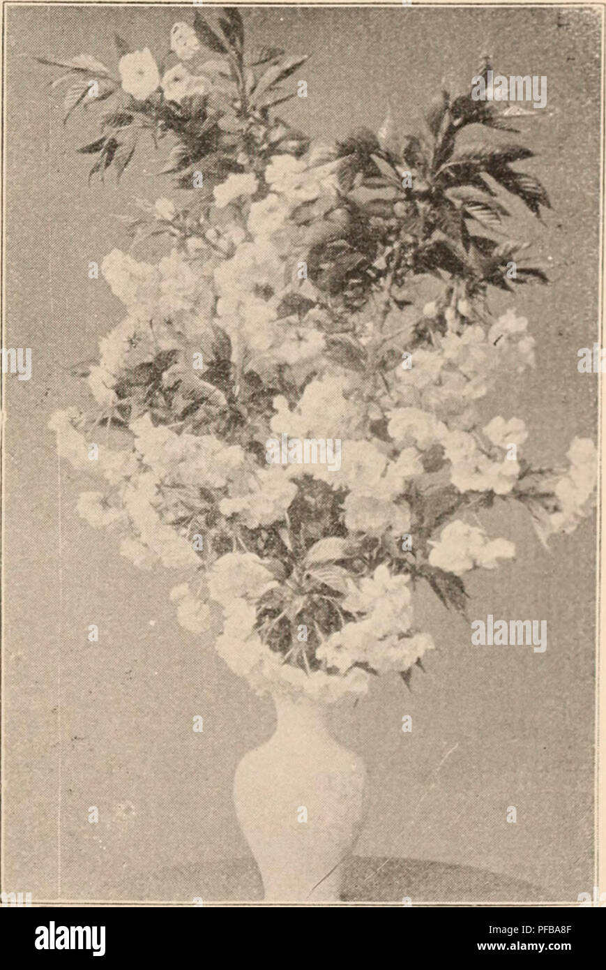 . Descriptive catalogue of flowering, ornamental trees, shrubs, bulbs, herbs, climbers, fruit trees, &amp;c., &amp;c., &amp;c. / for sale by the Yokohama Nursery Co., Limited.. Nursery Catalogue. 37 9. 10. II. 12. 13. 14. 15. 17 18. Waj?noliji Obovata discolor, lic^ht purple flower richly variegfatetl with white (pot j^rown) Magnolia VVatsoili, white fragrant, i^lobul.ir bloom opens facin^;^ upward (pot grown) Ma*&gt;:nolia parvittora, very much resembles the preceding but ])etals are thinner and flowers bloom droop- ing down-ward (pot grown) Mai^nolia ])arviflora, florc soini.])leno, the same Stock Photo