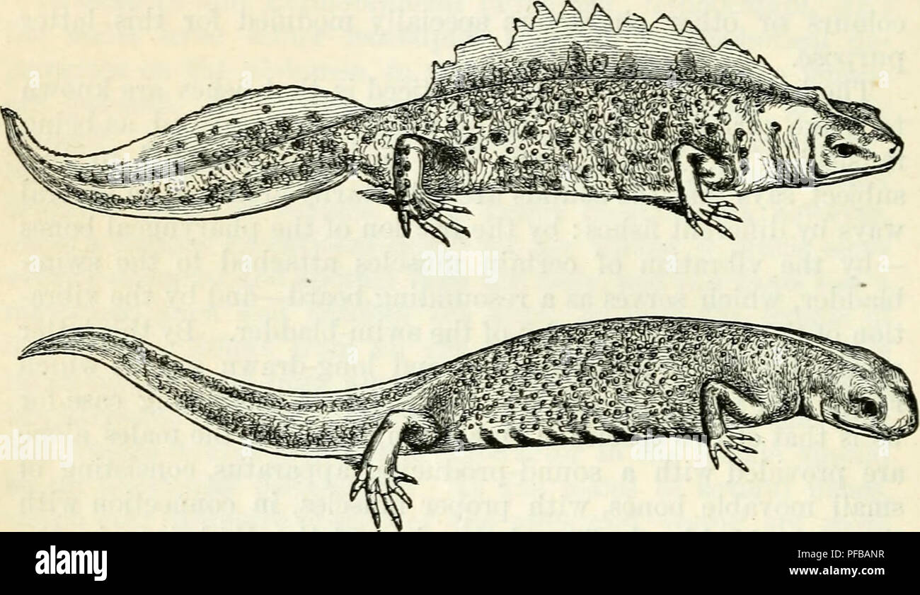 The descent of man : and selection in relation to sex. Evolution; Natural  selection; Heredity; Human beings. 343 The Descent of Man. Part II.  Amphibians. Urodela.—I will begin with the tailed