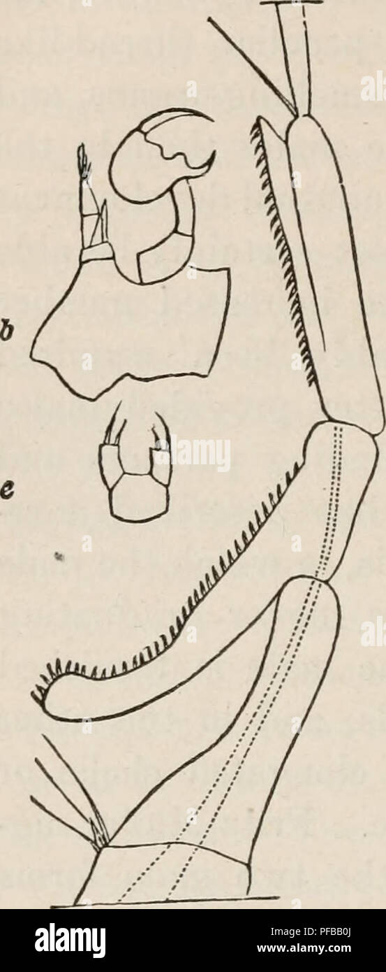 . The descent of man, and selection in relation to sex. Evolution (Biology); Sexual selection in animals; Sexual dimorphism (Animals); Sex differences; Human beings -- Origin. 320 SEXUAL SELECTION. [Part II. a from the left-hand one, the latter resembling in its sim- ple tapering joints the antennae of the female. In the male the modified antenna is either swollen in the middle or angu- larly bent, or converted (fig. 3) into an elegant, and sometimes wonderfully complex, prehensile organ.5 It serves, as I hear from Sir J. Lubbock, to hold the fe- male, and for this same purpose one of the two  Stock Photo