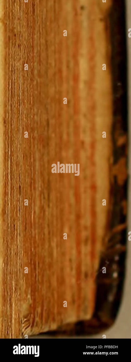 sapatos com elevação de altura