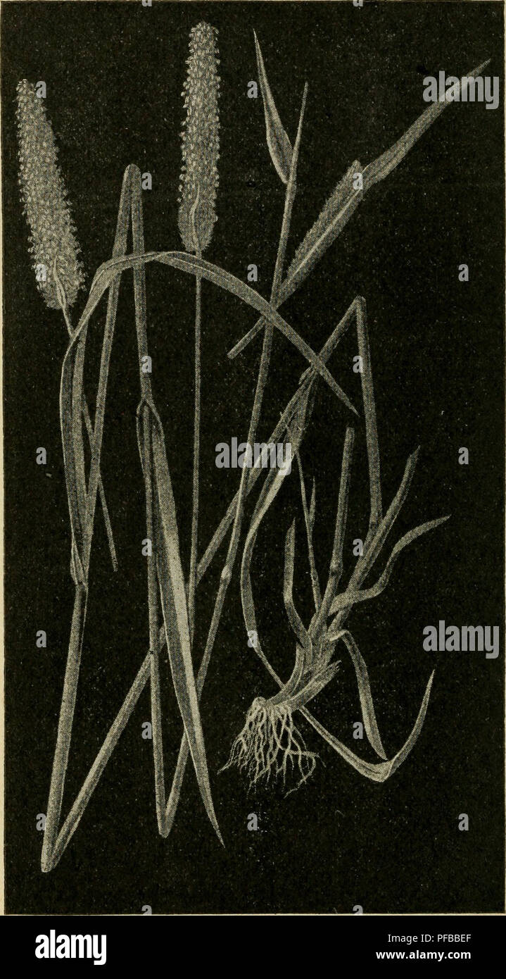 Various varieties of forage plants hi-res stock photography and images ...