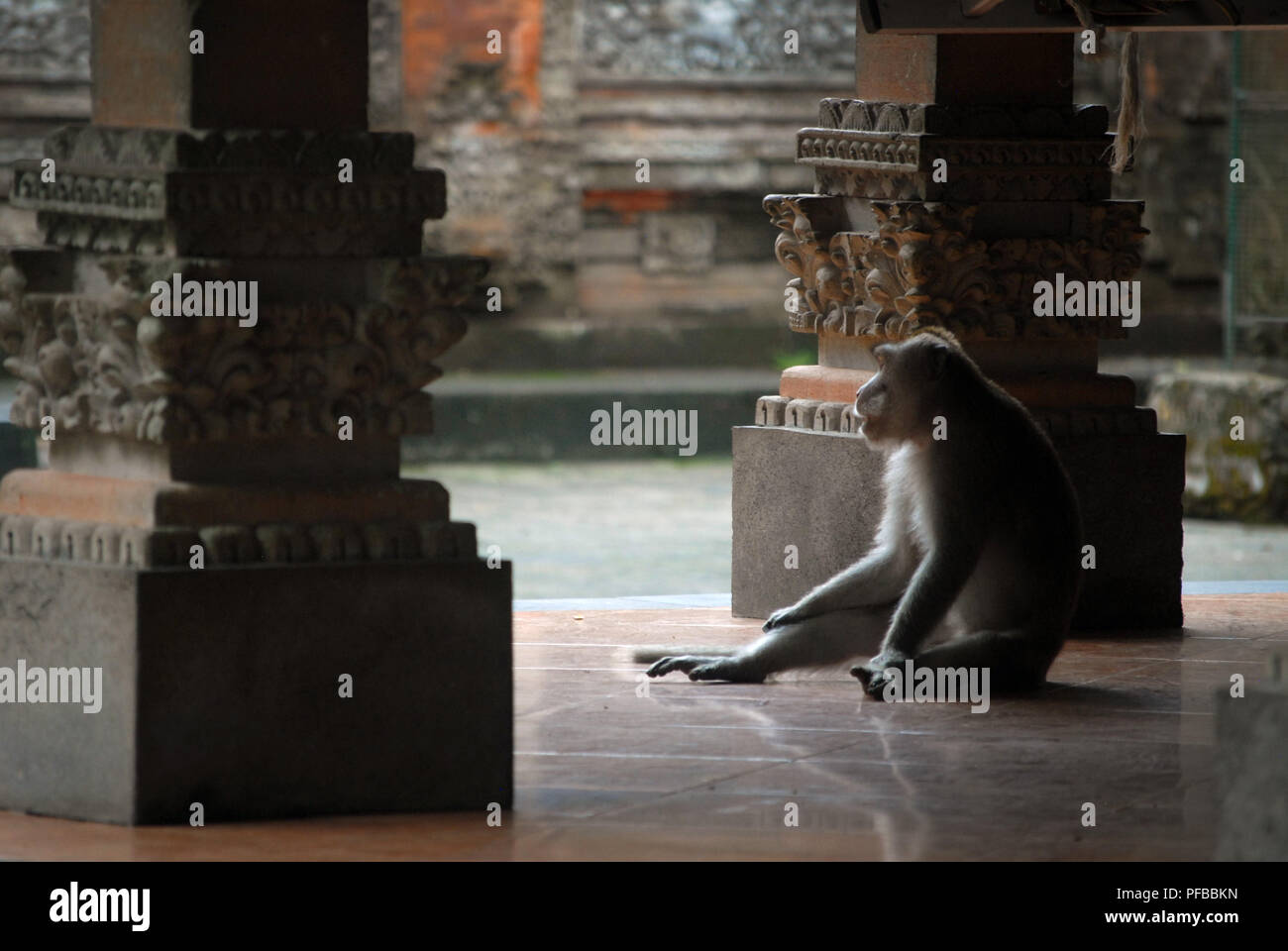 Monkey Sat Down High Resolution Stock Photography and Images - Alamy