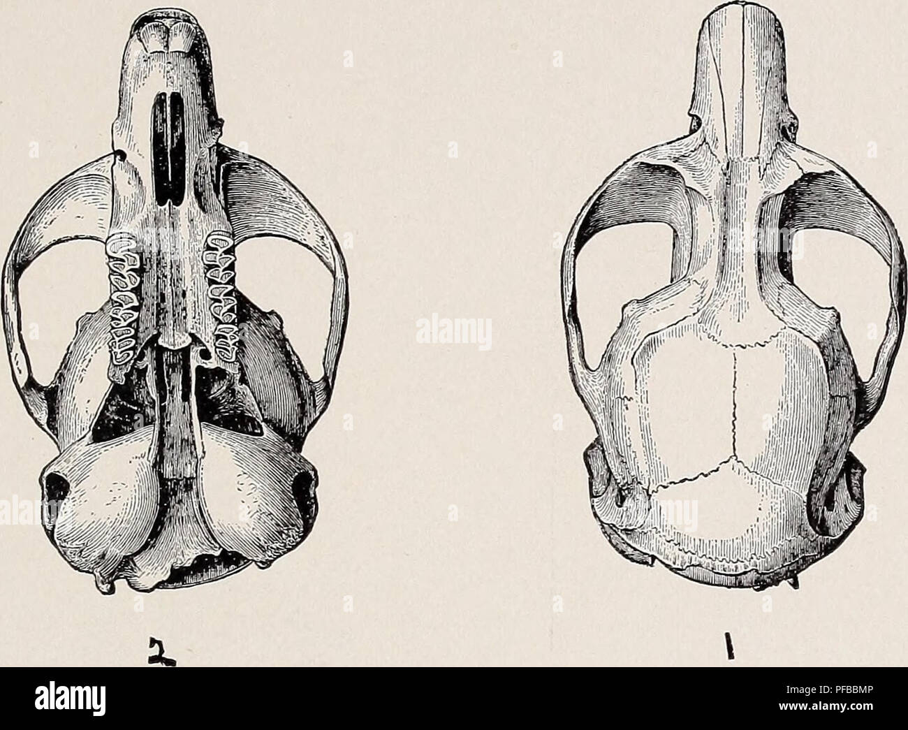 This report, part of the North American Fauna series, describes fourteen new mammal species and one new genus. The study contributes to the understanding of North American wildlife and expands knowledge on mammal diversity in the region. Stock Photo