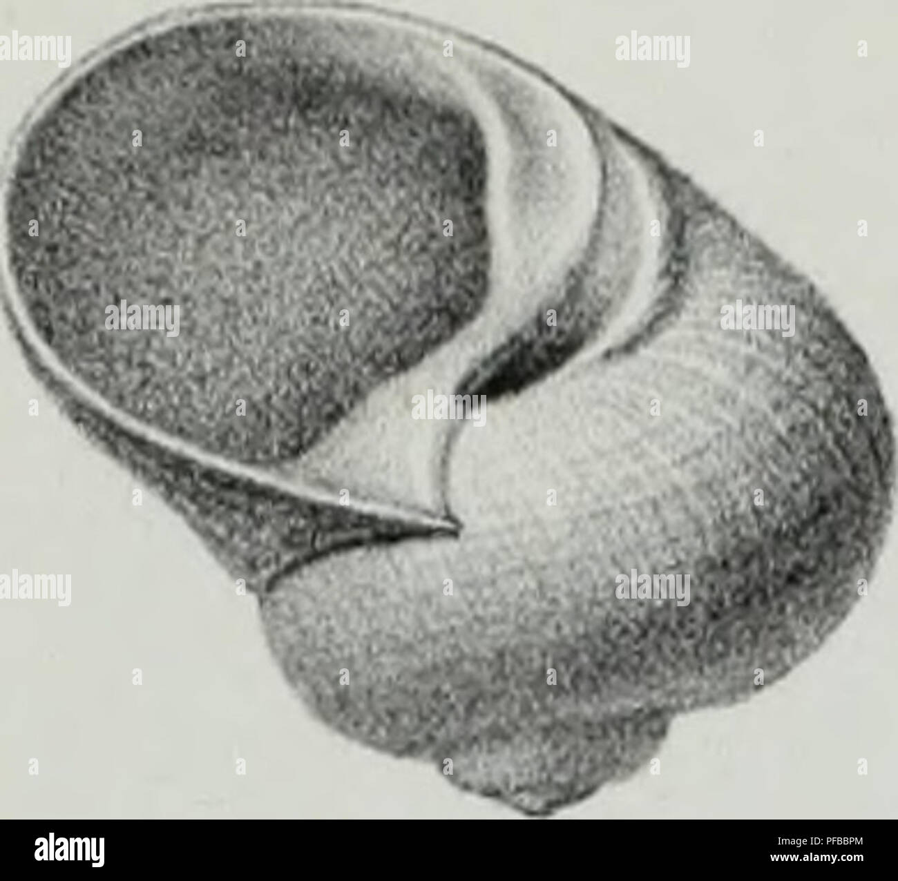 A comprehensive description of the invertebrates discovered in the ...
