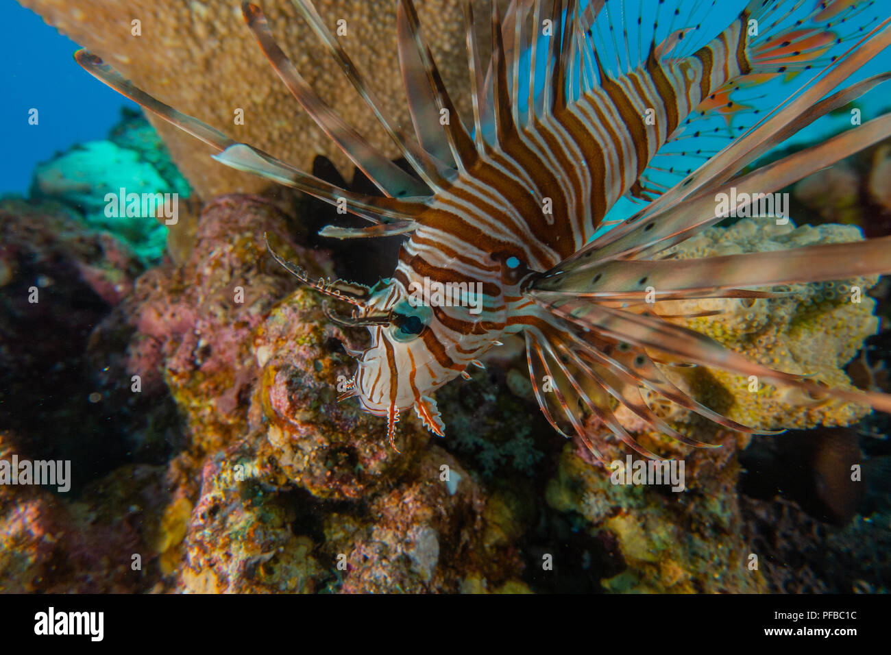 Lion fish in the Red Sea Colorful and beautiful, Eilat Israel a.e Stock Photo