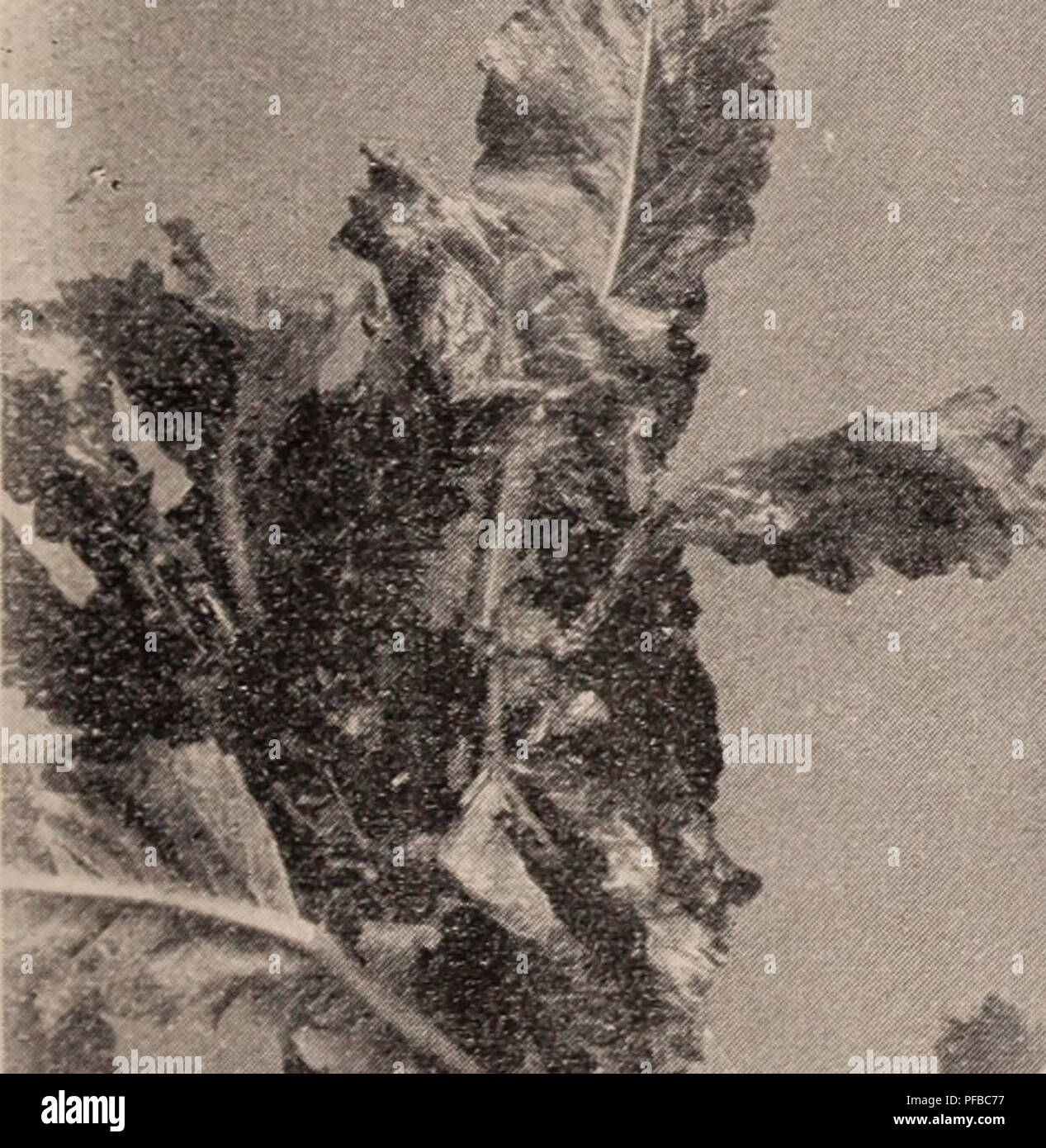 . Descriptive catalogue of flowering, ornamental trees, shrubs, bulbs, herbs, climbers, fruit trees, &amp;c., &amp;c., &amp;c. / for sale by the Yokohama Nursery Co., Limited.. Nursery Catalogue. NEW LONG SIRING RADISH.. SHOGOTN MAMMOTH TURNIP. SIZE IN COMPARISON WITH A HEN'S EGG. SOME VEGETABLE SEEDS. per pound. Japanese Climbing Cucninber $1.20 Sakurajinia Mammoth Radish r 00 (.see plioto. page ?ii . Nerima Lon^ Kadish (Mikado) 50 Teniioji-Tiirnip, flat very large 50 Carrot, long Japanese 50 Shogoin Turnip (see photo) 75 Late Mammoth Turnip 75 Soy Bean 10 (per 100 lbs f-i.oO). Egg Plant, rou Stock Photo