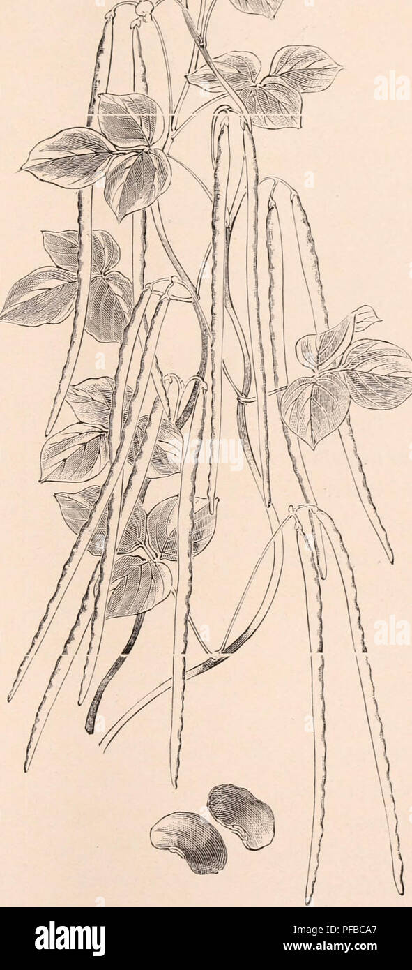 . Descriptive catalogue of flowering, ornamental trees, shrubs, bulbs, herbs, climbers, fruit trees, &amp;c., &amp;c., &amp;c. / for sale by the Yokohama Nursery Co., Limited.. Nursery Catalogue. per pound. Pterostyrax Corynibosuni $3.00 Pueraria Tliunbersiaiia, (see forage seeds)... — Pyriis Ussuriensis. (Pear seeds) 2.50 (per.lOO lb.s. $i80 CO.) Pyriis Torinso, var. Iiicisiis 1.20. DOLICHOS LABLAB. Daylight.&quot; NEW LONG RUNNER BEAN, Price in U. S. Gold.. Please note that these images are extracted from scanned page images that may have been digitally enhanced for readability - coloration  Stock Photo