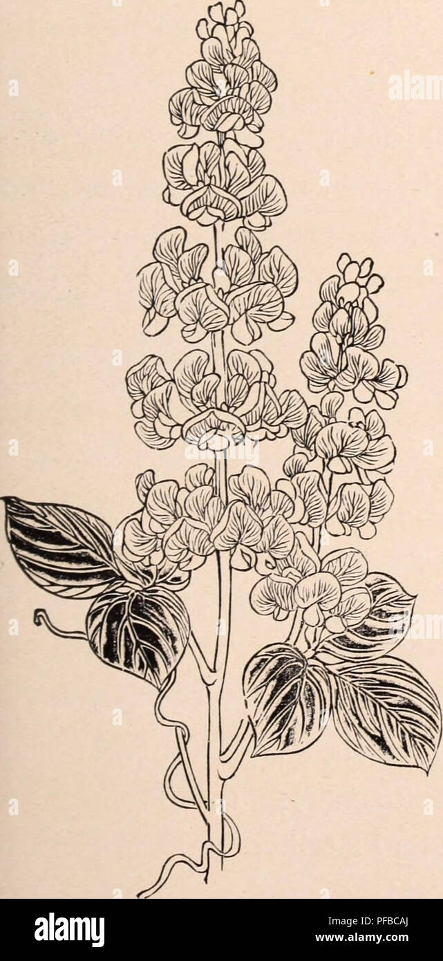 . Descriptive catalogue of flowering, ornamental trees, shrubs, bulbs, herbs, climbers, fruit trees, &amp;c., &amp;c., &amp;c. / for sale by the Yokohama Nursery Co., Limited.. Nursery Catalogue. CATALOGUE OF THE YOKOHAMA NURSERY Co., Ltd. (1909). 83 pre pound. Moms Alba $5.00 Myrica Rubra i .oo Nandina Doinestica. (cleaned seed) 1.50 Paiilowiiia rmperialis 3.50 Panax (Jiiimjiiefolia. (Japanese Ginseng) 2.50 Photinia Glabra 1.25 „ Villosa 1.00 Pittosporuni Tobira i.co Priiuns Japonica 1.20 „ Pseudo-cerasiis, Japan flowering Cherry) i.oo Coiiiniunis „ Miime (Japan flowering; Plum) Pterocarya Rl Stock Photo