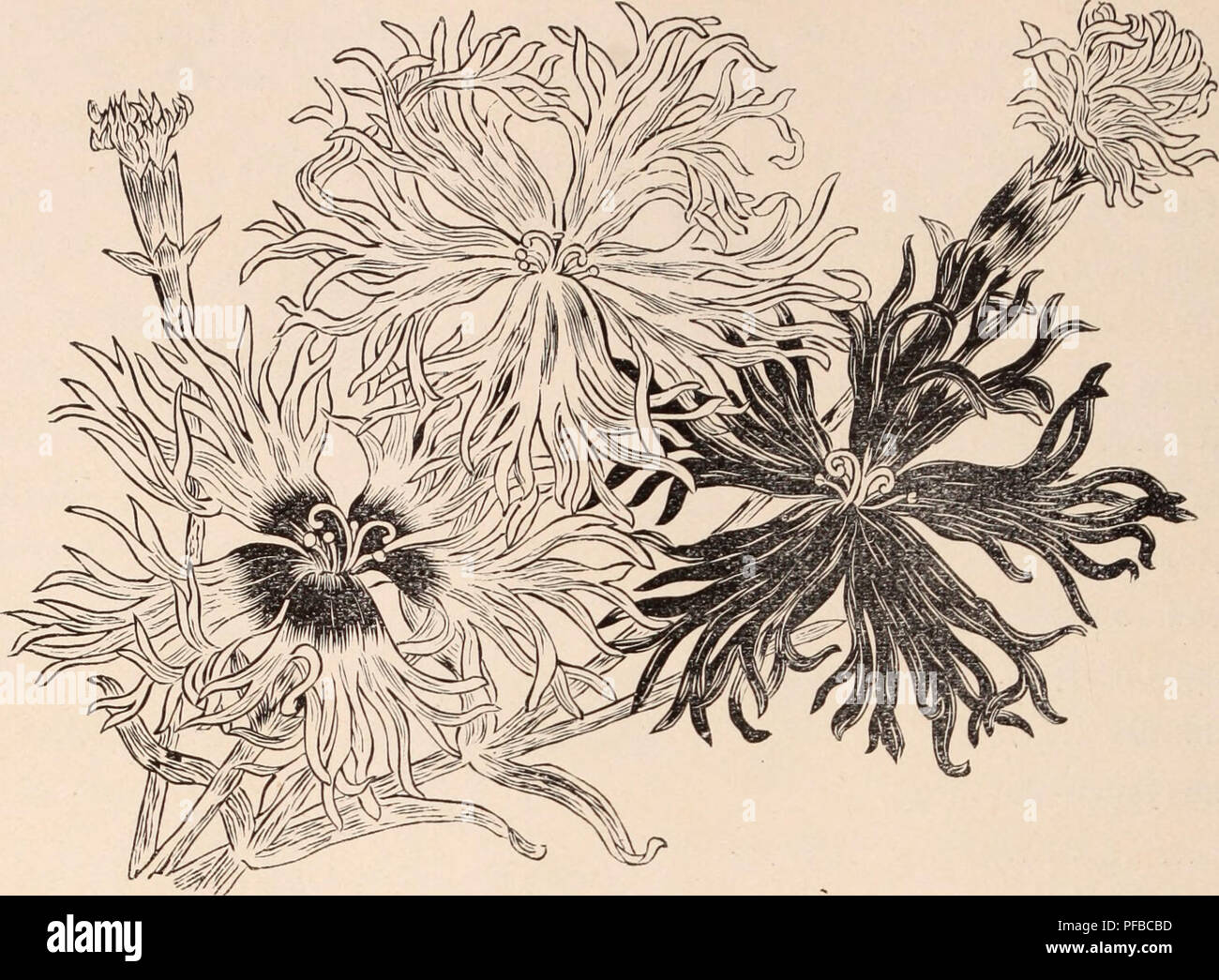 . Descriptive catalogue of flowering, ornamental trees, shrubs, bulbs, herbs, climbers, fruit trees, &amp;c., &amp;c., &amp;c. / for sale by the Yokohama Nursery Co., Limited.. Nursery Catalogue. 84 CATALOGUE OF THE YOKOHAMA NURSERY Co., Ltd. (1909).. DIANTHUS LACINIATUS MIRAT.ILIS per pound. Qiiercus Acuta... $.25 „ Cuspidata 25 Quercns Dentata 30 „ Glabra 25 Qiiercus Serrata .25 „ Phyllileoides 50 Baphiolepi8 Japonica 1.50 Rhus succedanea 80 „ Toxicodendron i 00 „ Vernicifera 80 Rliodotipos Kerrioides 1.50 Rosa MuUiflora, (Japanese wild rose) .. i .00 „ Wichiiraiana 1.50 „ Rugosa 2.00 Sanibu Stock Photo