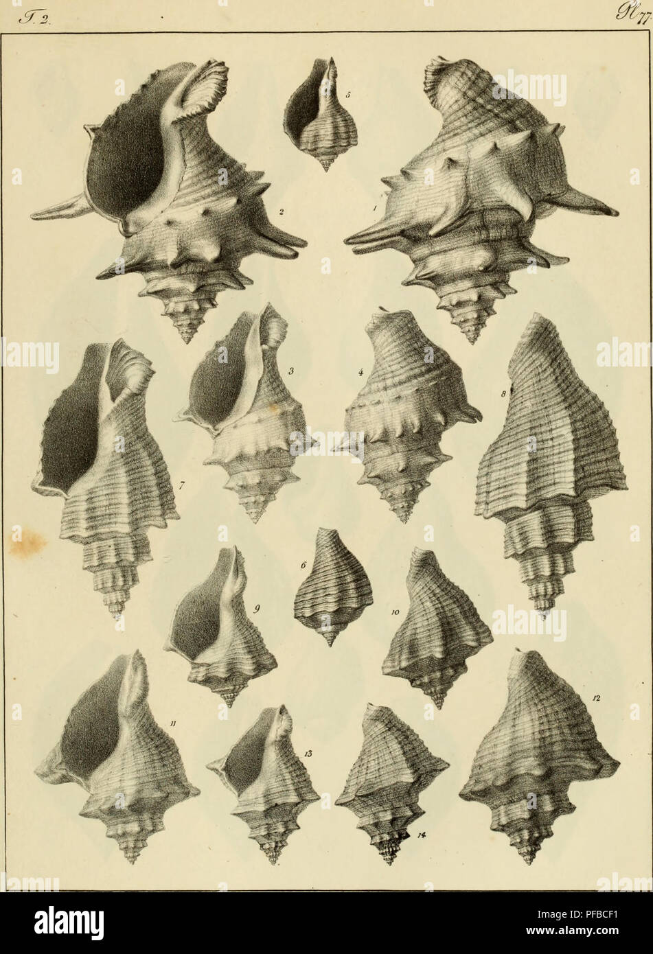 . Description des coquilles fossiles des environs de Paris. Mollusks, Fossil; Paleontology. P Oudart del Tjith de J.fTuenipf ^/ tww/tmJ 6 tx. i-/ay, art-d.. Please note that these images are extracted from scanned page images that may have been digitally enhanced for readability - coloration and appearance of these illustrations may not perfectly resemble the original work.. Deshayes, G. P. (Gérard Paul), 1795-1875. Paris, L'auteur, chez Bechet jeune [etc. ] Stock Photo