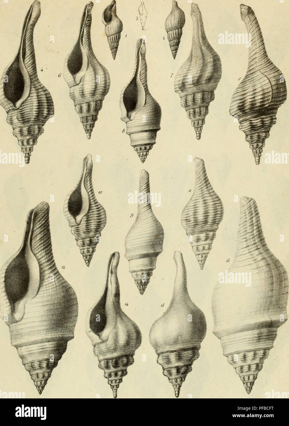 . Description des coquilles fossiles des environs de Paris. Mollusks, Fossil; Paleontology. :j â j. P.Oudart ,/,/ /SA rtr/////fj /rVJi/ÃJ &lt;Zt&lt;j 'J ÃWVWWlJ as ( v/, 04&amp;f. -Li//l i/f J,rms;Mr. Please note that these images are extracted from scanned page images that may have been digitally enhanced for readability - coloration and appearance of these illustrations may not perfectly resemble the original work.. Deshayes, G. P. (GÃ©rard Paul), 1795-1875. Paris, L'auteur, chez Bechet jeune [etc. ] Stock Photo