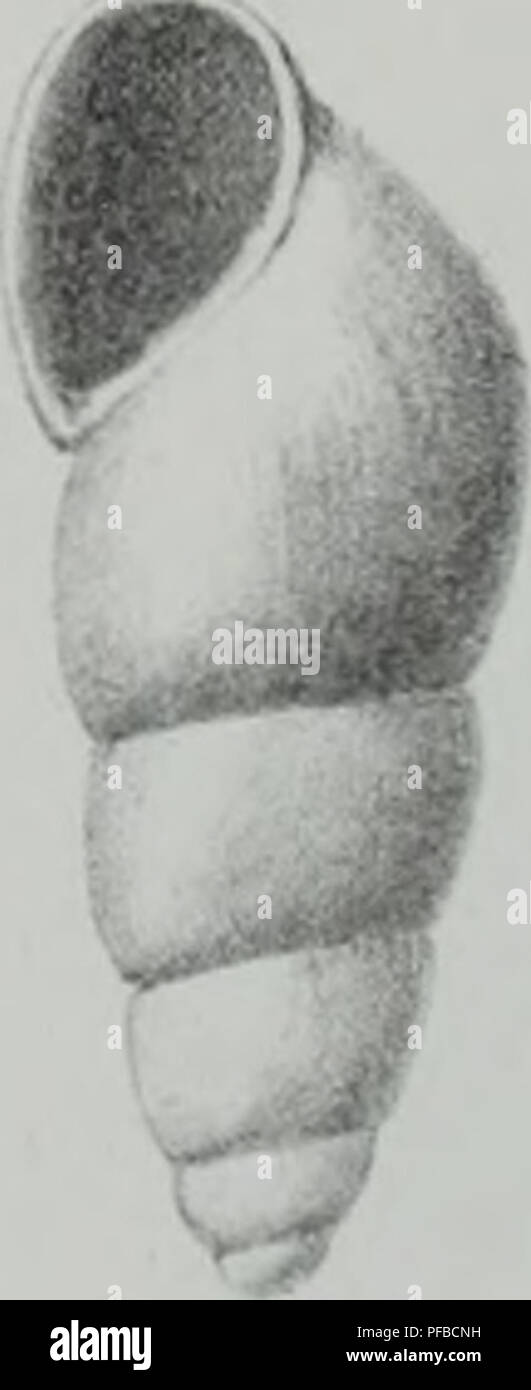 Baa A V High Resolution Stock Photography And Images Alamy