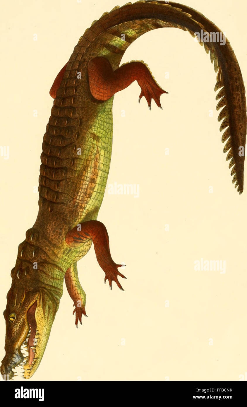 Description Des Reptiles Nouveaux Ou Imparfaitement Connus - 