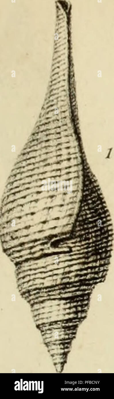 Fossilized shell structures hi-res stock photography and images - Alamy