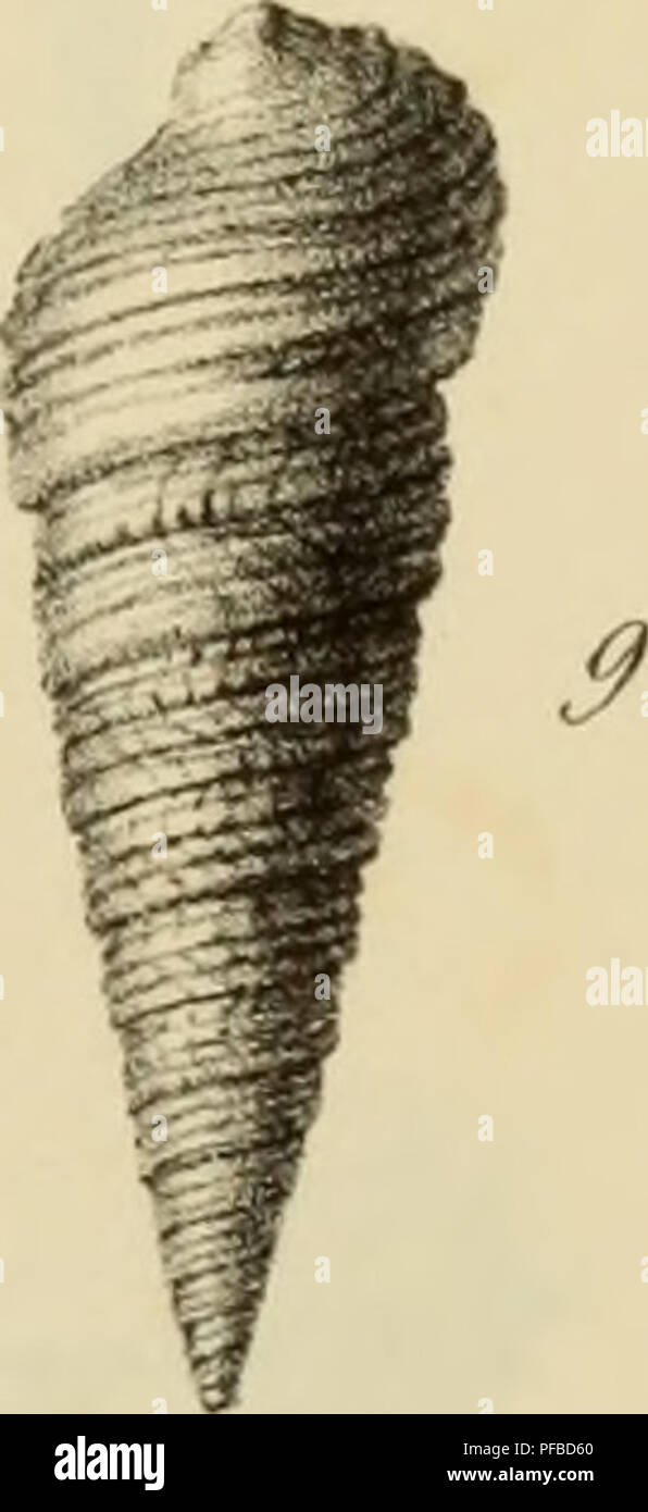 This work by G.P. Deshayes describes the fossil mollusks found near Paris, contributing to paleontological studies with detailed illustrations of various mollusk species. Stock Photo