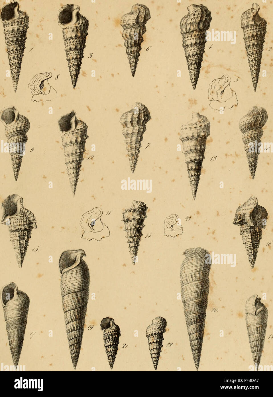 Fossilized shell structures hi-res stock photography and images - Alamy