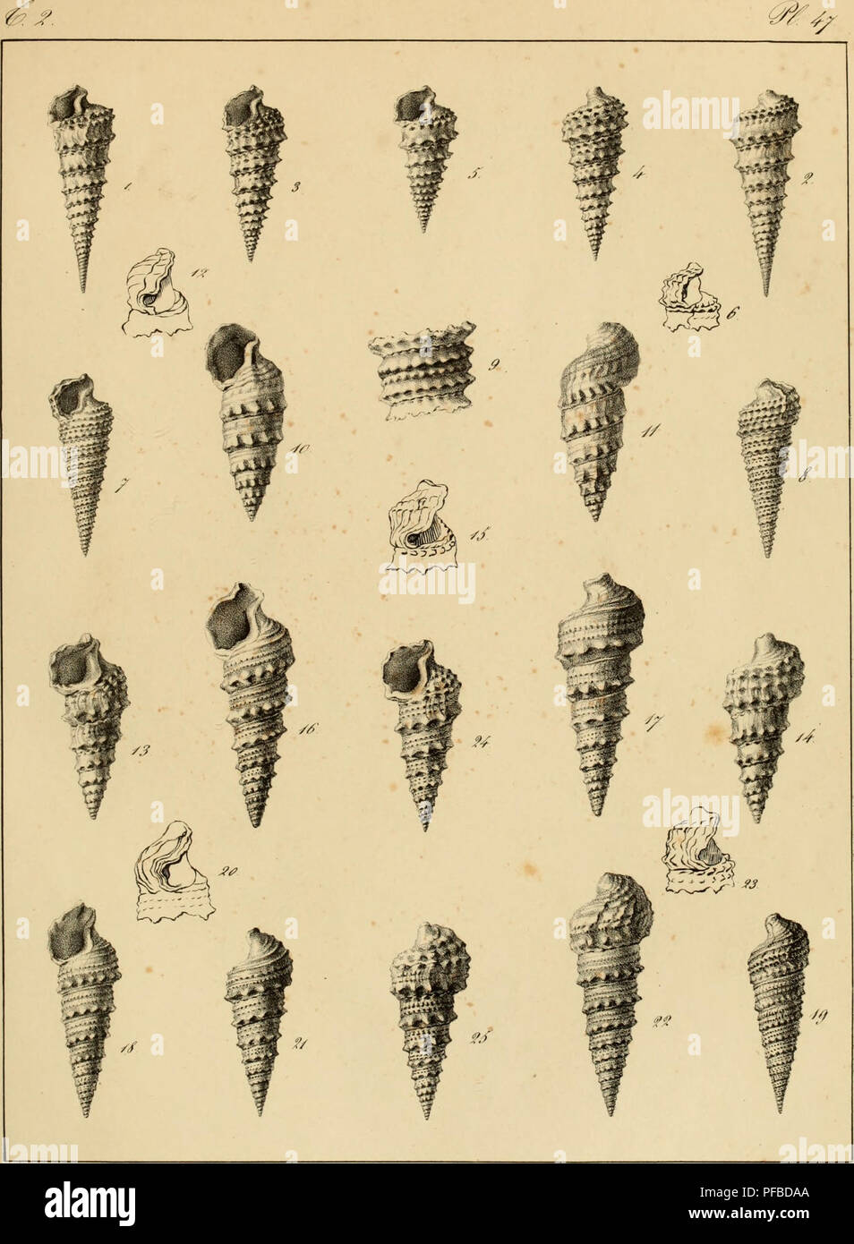 Showcasing various types of shell structures hi-res stock photography ...