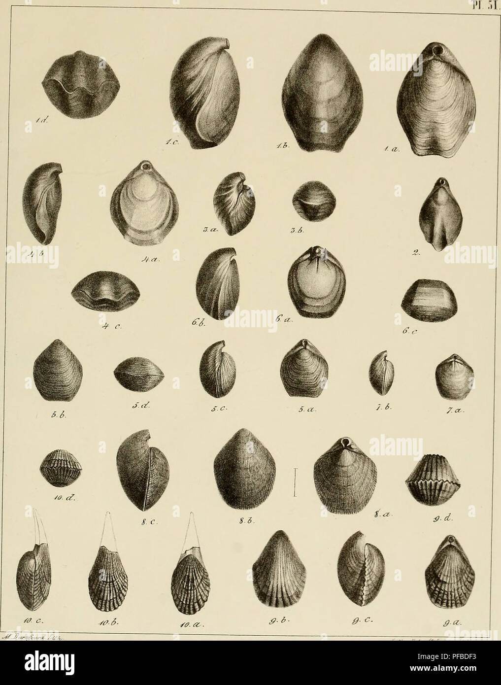 . Description des mollusques fossiles qui se trouvent dans les grès verts des environs de Genève. . Fio. 1. 4. TerebratirTa Birtempleana.-Ffd. 5. 1. T. LemcUiiensis-Fio. 8. Terebratuluia Saxonefi.-Fiçi 9. Terebralella Rhodaui-Fro 10. Terebrn-ostra Ardueimeusrs.. Please note that these images are extracted from scanned page images that may have been digitally enhanced for readability - coloration and appearance of these illustrations may not perfectly resemble the original work.. Pictet, François Jules, 1809-1872; Roux, William. Genève Stock Photo