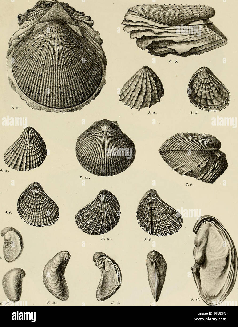 . Description des mollusques fossiles qui se trouvent dans les grès verts des environs de Genève. PI. 47.. Fig.l et 2. Spondylus BrunneH.  Viô. 3 . Plicatula padiola. Fid. 4.P.6urôitis. Fi6.5.P. Stridilis.   Fiô. 6 . Ostrea arduennensis, •-' &quot;-^ O ^ &gt;-, o-i. Please note that these images are extracted from scanned page images that may have been digitally enhanced for readability - coloration and appearance of these illustrations may not perfectly resemble the original work.. Pictet, François Jules, 1809-1872; Roux, William. Genève Stock Photo
