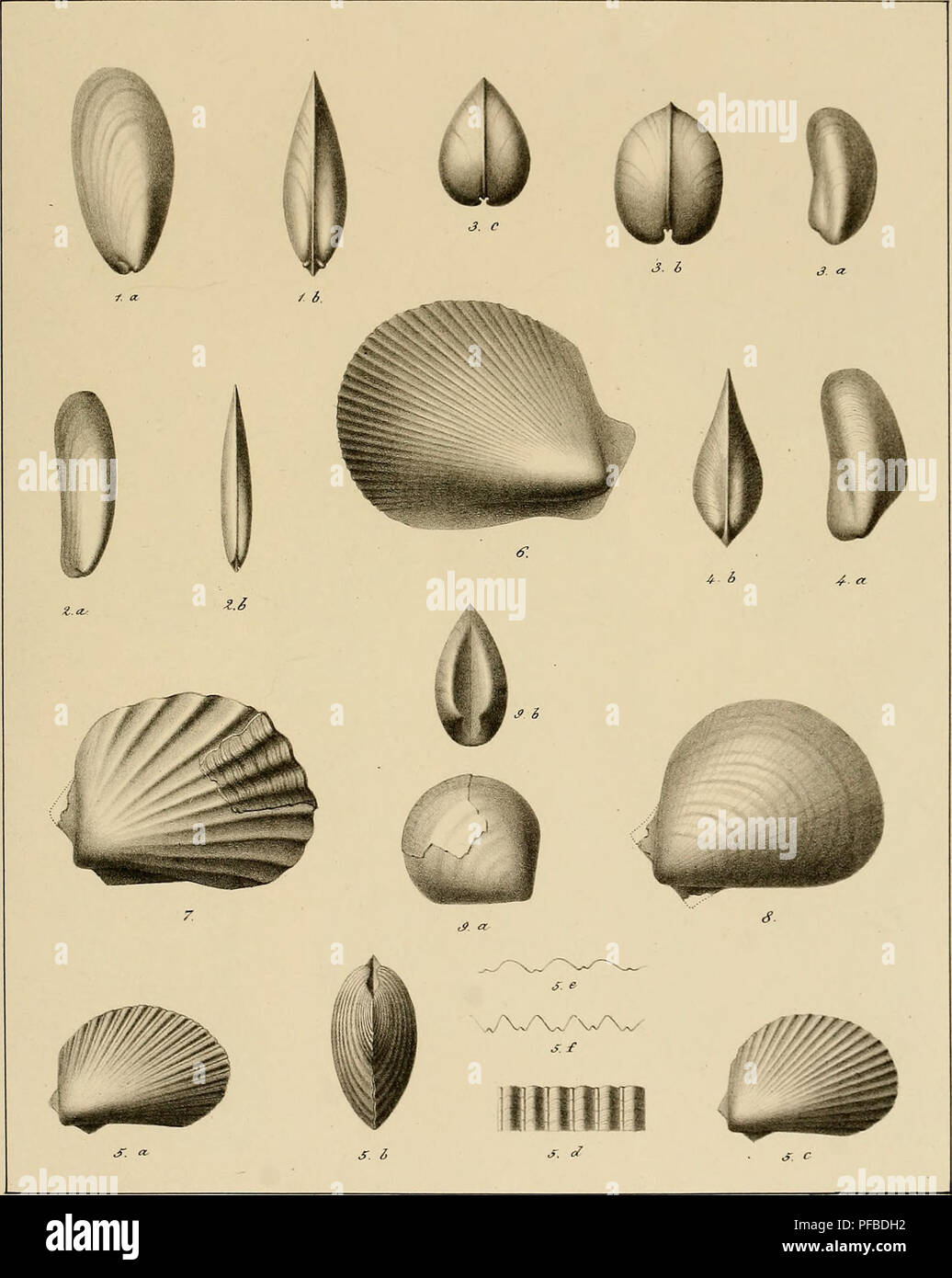 . Description des mollusques fossiles qui se trouvent dans les grÃ¨s verts des environs de GenÃ¨ve. PI 40. J^:Â£i.^eÂ£e^MÂ£ac- &lt;e Ã»cnÃ ^e- Fig.l. Mytilus RKodani Yi^ Z. M. durgitis FiÃ´. 3. M.Giffreanus. Fig. 4-. M. Mortilleti Fig. 5. Lima Itieriana. Fig. 6. L. Sal)audiana. Fig. 7. L. alpina Fi^. 8. L. Saxoneti. Fi^. 9. 1. albensis.. Please note that these images are extracted from scanned page images that may have been digitally enhanced for readability - coloration and appearance of these illustrations may not perfectly resemble the original work.. Pictet, FranÃ§ois Jules, 1809-1872; Ro Stock Photo