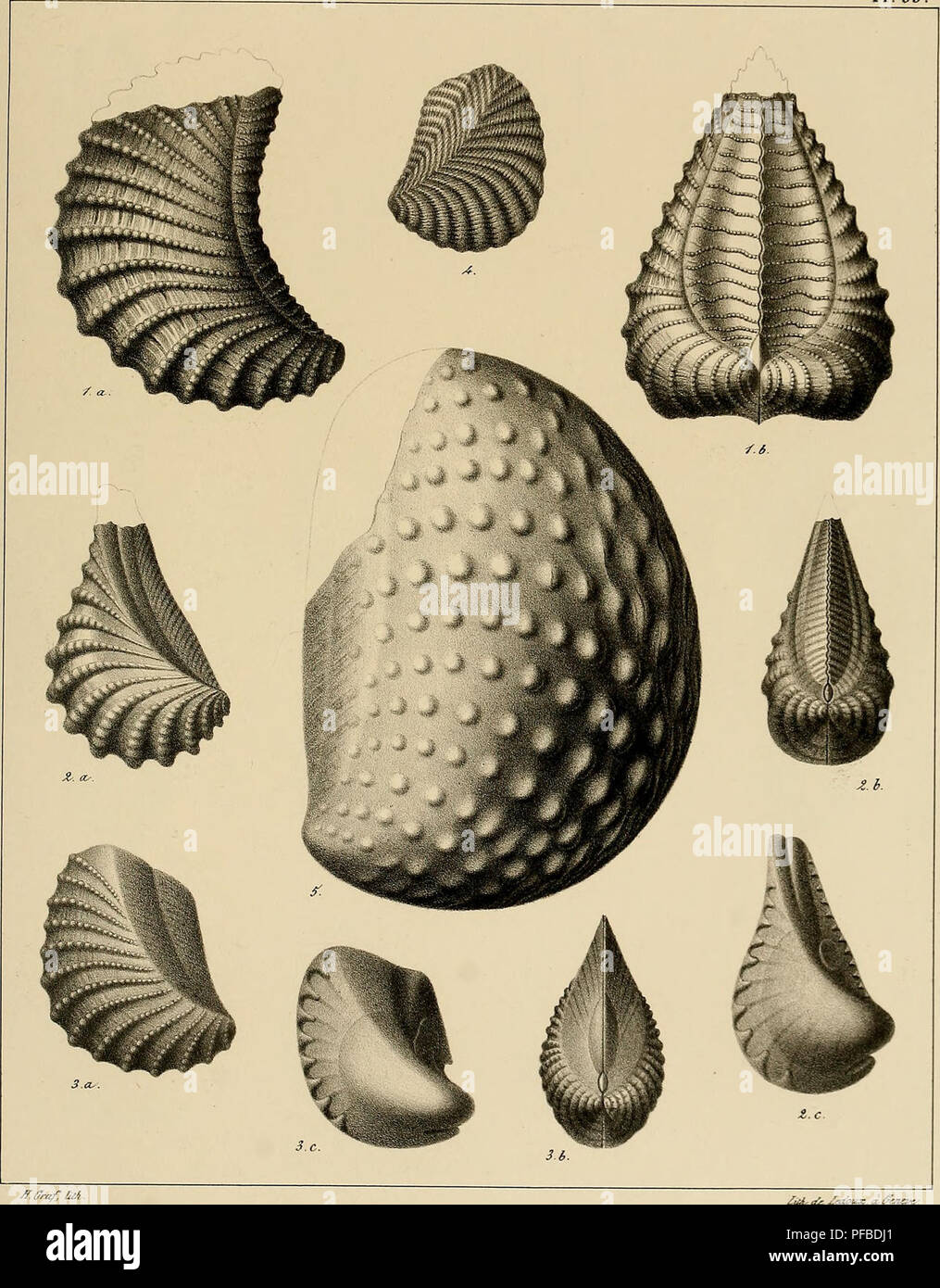 . Description des mollusques fossiles qui se trouvent dans les grès verts des environs de Genève. PI. 35.. Ar.ffr,^ ua ¥^. 1 a:2.TrT^oma aliformis. Ti^. 3.T. Constantii. Fi^. 4.T. Archiaciana. Fid.S.T. uodosa.. Please note that these images are extracted from scanned page images that may have been digitally enhanced for readability - coloration and appearance of these illustrations may not perfectly resemble the original work.. Pictet, François Jules, 1809-1872; Roux, William. Genève Stock Photo