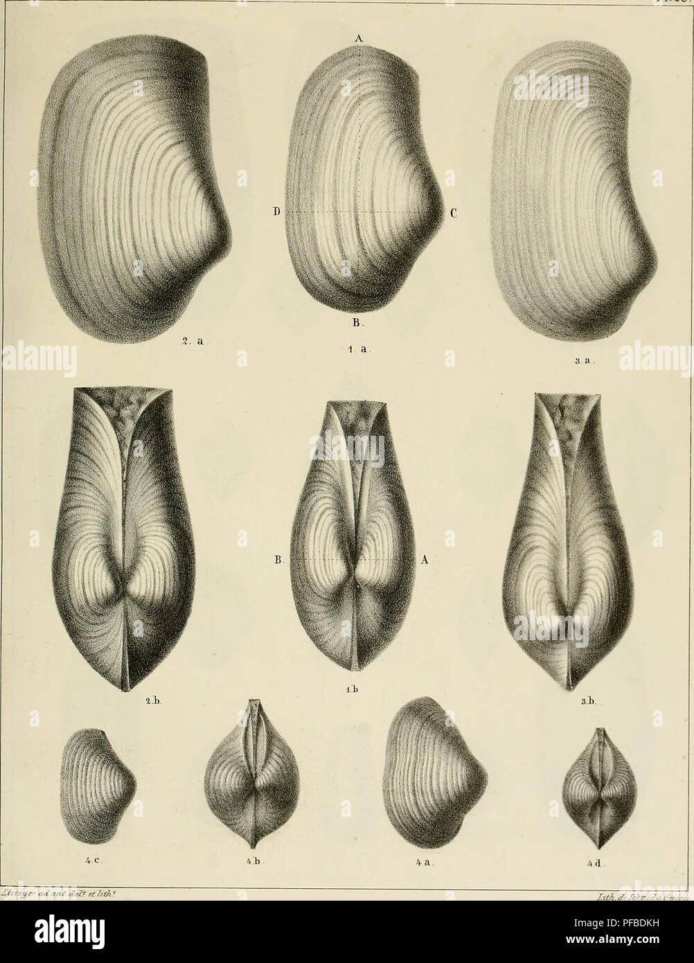 . Description des mollusques fossiles qui se trouvent dans les grès verts des environs de Genève. P1.28.. Bixtn^er- adnat deZt et 7iih îig 1. Tanopsea acutisnlcata. Tig. %. P. plicata rig. 4 T. Sabaudiana. n^ 3 P. Ehodani. Please note that these images are extracted from scanned page images that may have been digitally enhanced for readability - coloration and appearance of these illustrations may not perfectly resemble the original work.. Pictet, François Jules, 1809-1872; Roux, William. Genève Stock Photo