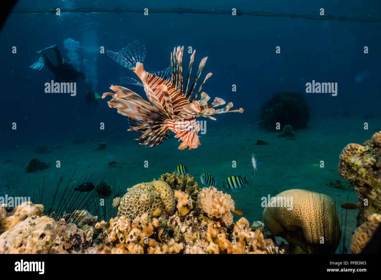 Lion fish in the Red Sea Colorful and beautiful, Eilat Israel a.e Stock Photo