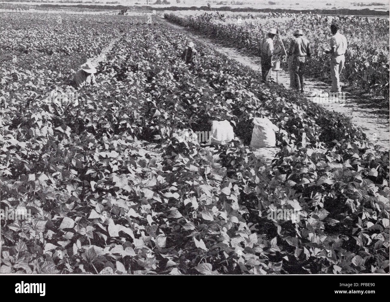 . Descriptive catalog of vegetables for processing. Canning and