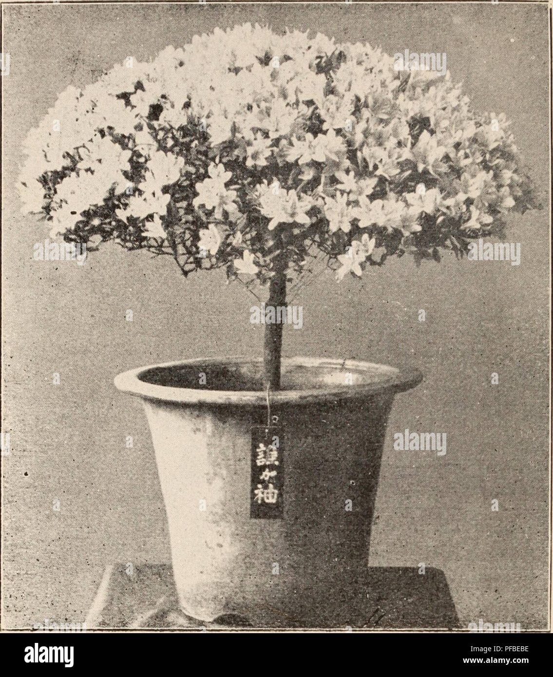 . Descriptive catalogue of flowering, ornamental trees, shrubs, bulbs, herbs, climbers, fruit trees, &amp;c., &amp;c., &amp;c. / for sale by the Yokohama Nursery Co., Limited.. Nursery Catalogue. 24 CATALOGUE OF TMK YOKOHAMA NURSERY Co., Ltd. (1909).. 24. 26. 27, •28. 29. AZALEA INHICUM, **TAGASODE. Dwarfed specimen plant. Azale&lt;a indicnn), Matsushima, white and red striped, and spotted — per 10, $1.30, per ICO, $11.00. Azalea irulicmu, ' Kin-no-zai, salmon red double, free grower —per 10, $1.75 ; per 100. $15.00. Azalea indicuni, Komanyo, double red, slow growing plant, good for pot cultur Stock Photo