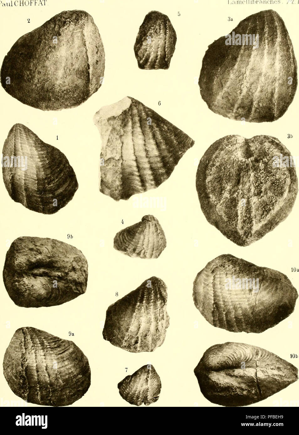 . Description de la faune jurassique du Portugal: Mollusques Lamellibranches. FAUNE JURASSIQUE DU PORTUGAL l.;imrllihr;uu-h&lt;;s. PIM. 3a. C'CicÉe' ^71i;:'.â!''. cSaïUo.-' cTl?otoli|f S '^-&lt;:L-p^-'ftl-. Please note that these images are extracted from scanned page images that may have been digitally enhanced for readability - coloration and appearance of these illustrations may not perfectly resemble the original work.. Choffat, Paul, 1849-. Lisbonne. Imprimerie de l'Académie royale des sciences Stock Photo