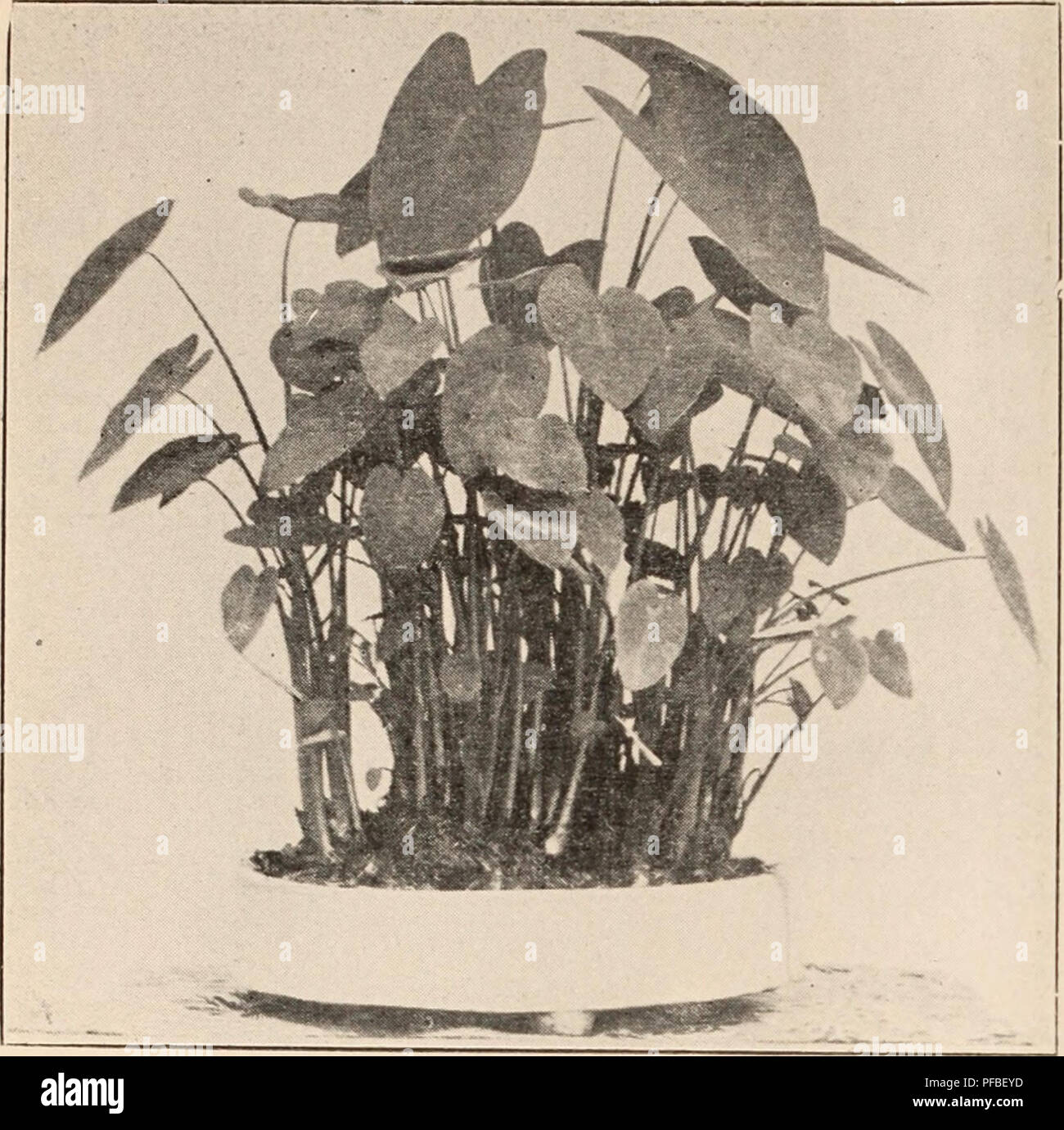 Laro High Resolution Stock Photography And Images Alamy