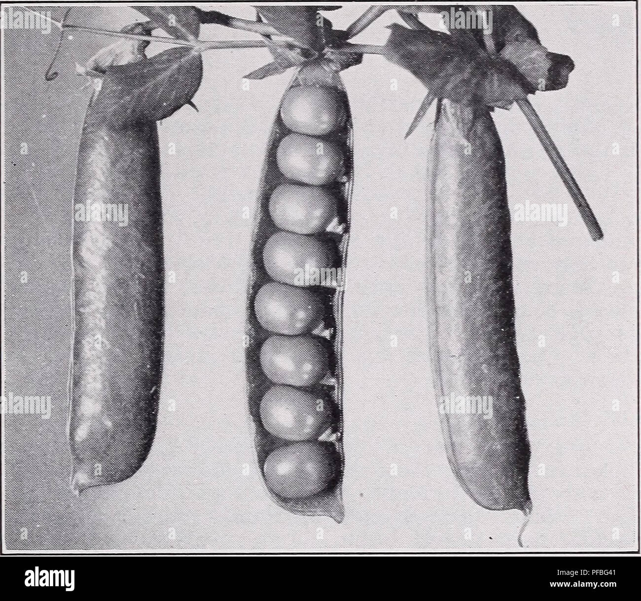 . Descriptive catalog of vegetables. Commercial catalogs; Nurseries (Horticulture) Catalogs; Vegetables Seeds Catalogs; Seeds Catalogs; Fruit Catalogs; Herbs Catalogs. BREEDERS AND GROWERS. 65. Glacier: An early, wilt-resistant Thomas Laxton type Height Length of plant of pod inches inches Days Gilbo 25 4% 72 A very good general-purpose variety, resistant to Fusarium wilt. Plant heavy, dark green. Pods round, dark green, pointed, contain 8-9 large peas of good quality. Seed green, large. Glacier 32 3% 60 A new Asgrow variety recently developed at our Montana pea- breeding station to meet the n Stock Photo