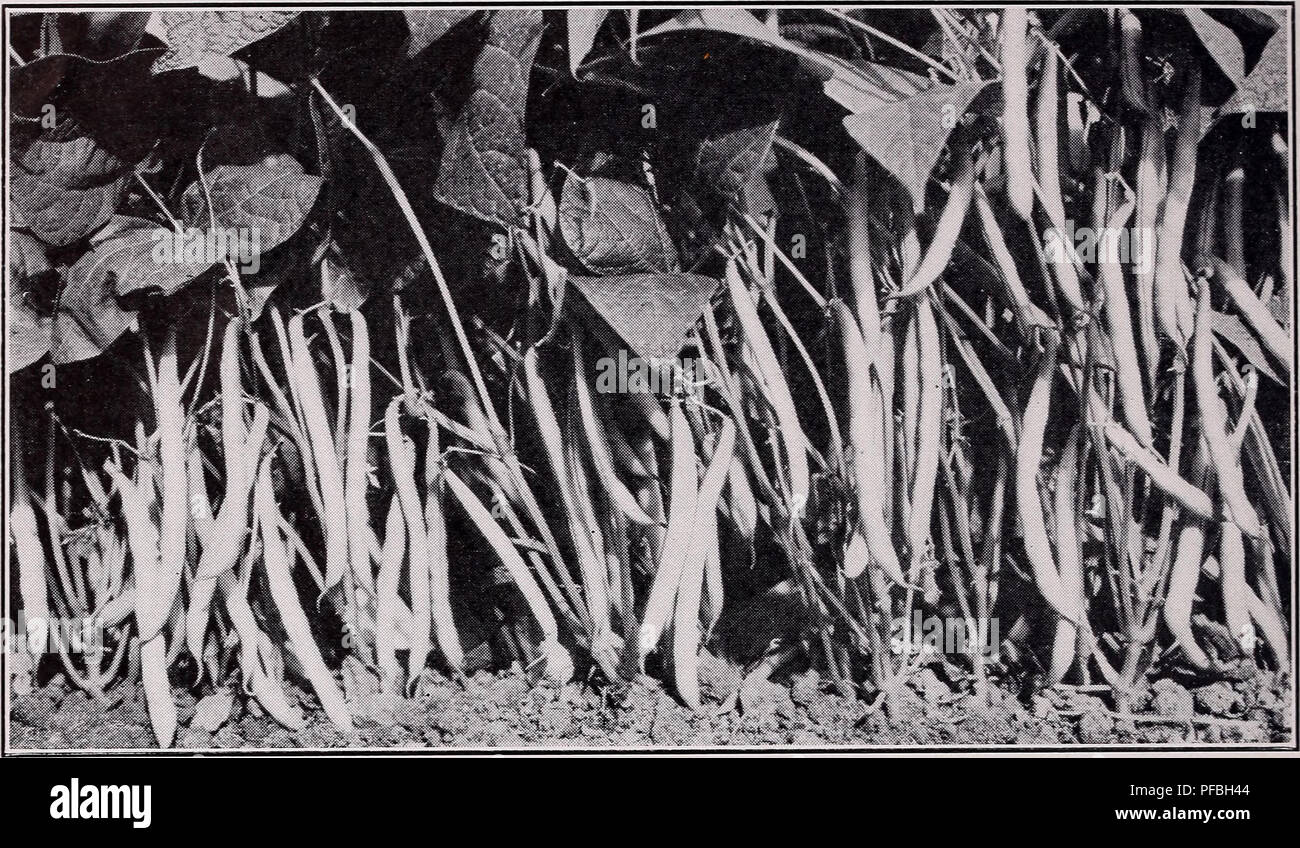 This commercial catalog details various vegetable and herb varieties