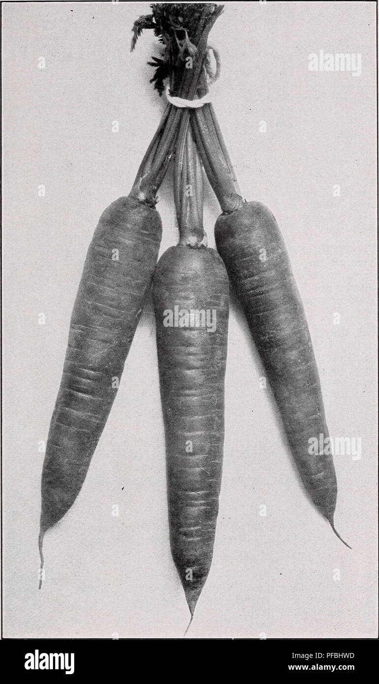 This descriptive catalog presents various vegetable and herb varieties