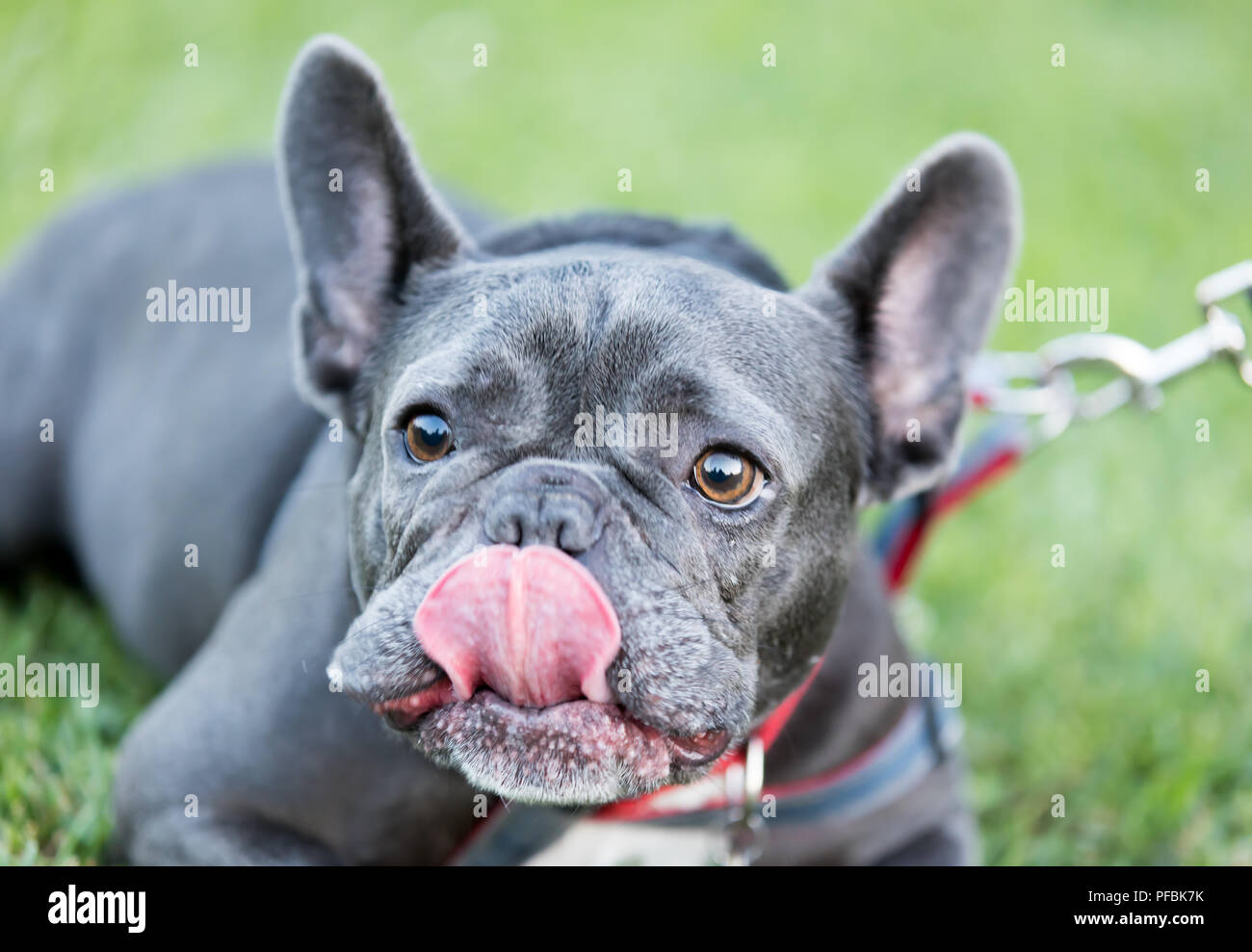 Dog with tongue sticking out hires stock photography and images Alamy