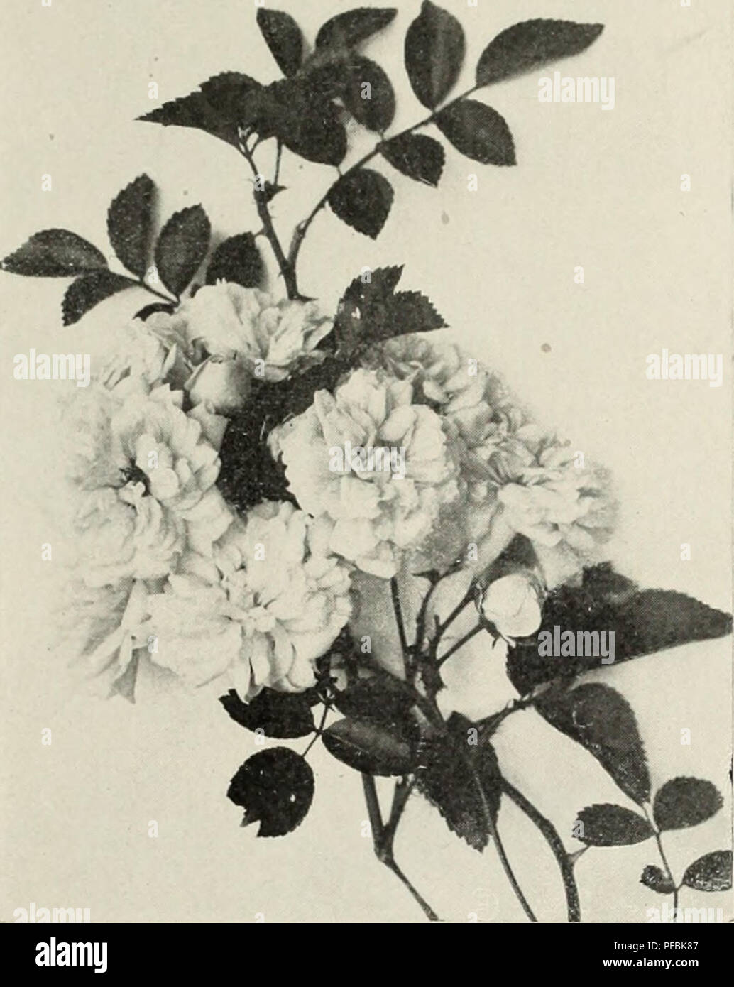 . Descriptive catalog. Nursery stock Catalogs; Horticulture Catalogs; Gardening Catalogs; Trees Catalogs; Flowers Catalogs; Shrubs Catalogs; Fruit-culture Catalogs; Nurseries (Horticulture) Iowa Shenandoah. ORNAMENTAL DEPARTMENT—HARDY PERENNIAL PLANTS 45 HARDY PERENNIAL PLANTS ACHILLEA Yarrow The Pearl i . Ptarmica)—Small dou- ble white flowers; blooms in July; one of the prettiest flowering plants and invaluable for borders. ANEMONE Windrlower A. Japonica var. Alba—A distinct and beautiful variety: flowers two and a half inches in diameter; pure white in center, golden yellow; bloom in great Stock Photo