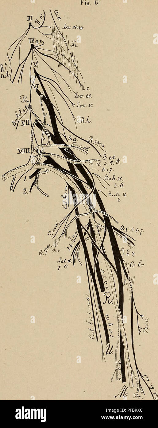 . Der plexus cervico-brachialis der Primaten. Brachial plexus; Primates. 38' (77). Der 4e Cervical- nerv wiederholt den Charakter des drit- ten indem er mehre- re Hautäste und einige isolirt ver- laufenden Muskel- äste absendet.Biner der dorsal ziehen- den Hautäste durchsetzt den M. levator cinguli, so- dann den M. tra- pezius und ver- zweigt sich in der Haut der Ueber- gangszone zwischen Nacken und Rü- cken. Die motori- schen Äeste des 4?° Spinalnerven be- stehen zunächst aus einer Wurzel desN. accessorius, die wie beim Chimpanse unter dem M. leva- tor cinguli gelagert war. Weiter giebt jener Stock Photo