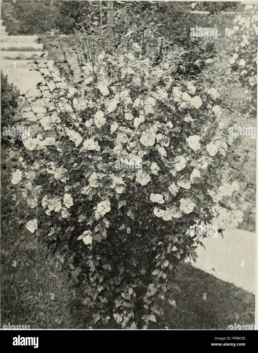 . Descriptive catalog. Nursery stock Catalogs; Horticulture Catalogs; Gardening Catalogs; Trees Catalogs; Flowers Catalogs; Shrubs Catalogs; Fruit-culture Catalogs; Nurseries (Horticulture) Iowa Shenandoah. Althea, or Rose of Sharon. (See page 33.) European Mountain Ash. (See page 28.) RHAMNUS Buckthorn Common Buckthorn (R. Catharticus)—A fine, robust, hardy shrub of European origin; dark green foliage, white flow- ers and small black fruit. A very pop- ular hedge plant. RHODODENDRON Rosebay—One of the most beautiful flowering shrubs known. During the blooming season, May and June, the plants  Stock Photo