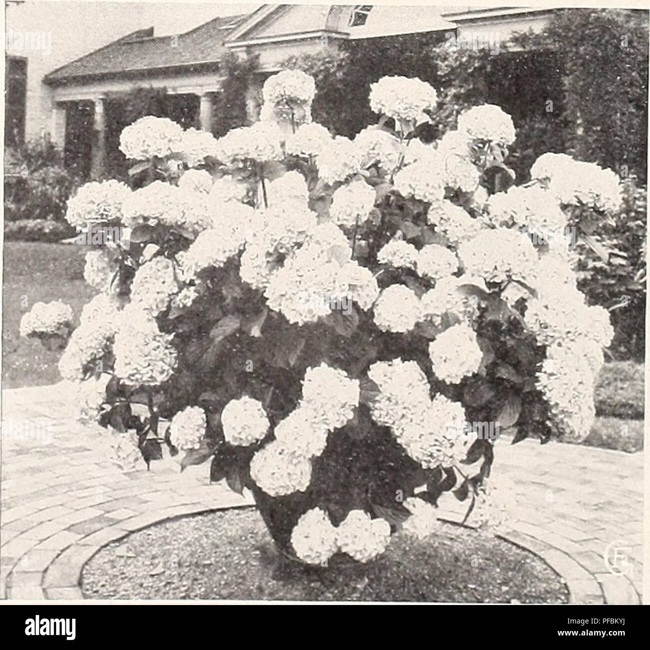 This horticultural catalog features a variety of plants, including