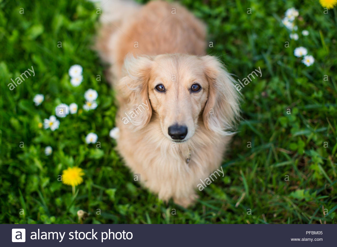 Tan Colored Longhaired Dachshund Dog Looking Up From Grass Stock