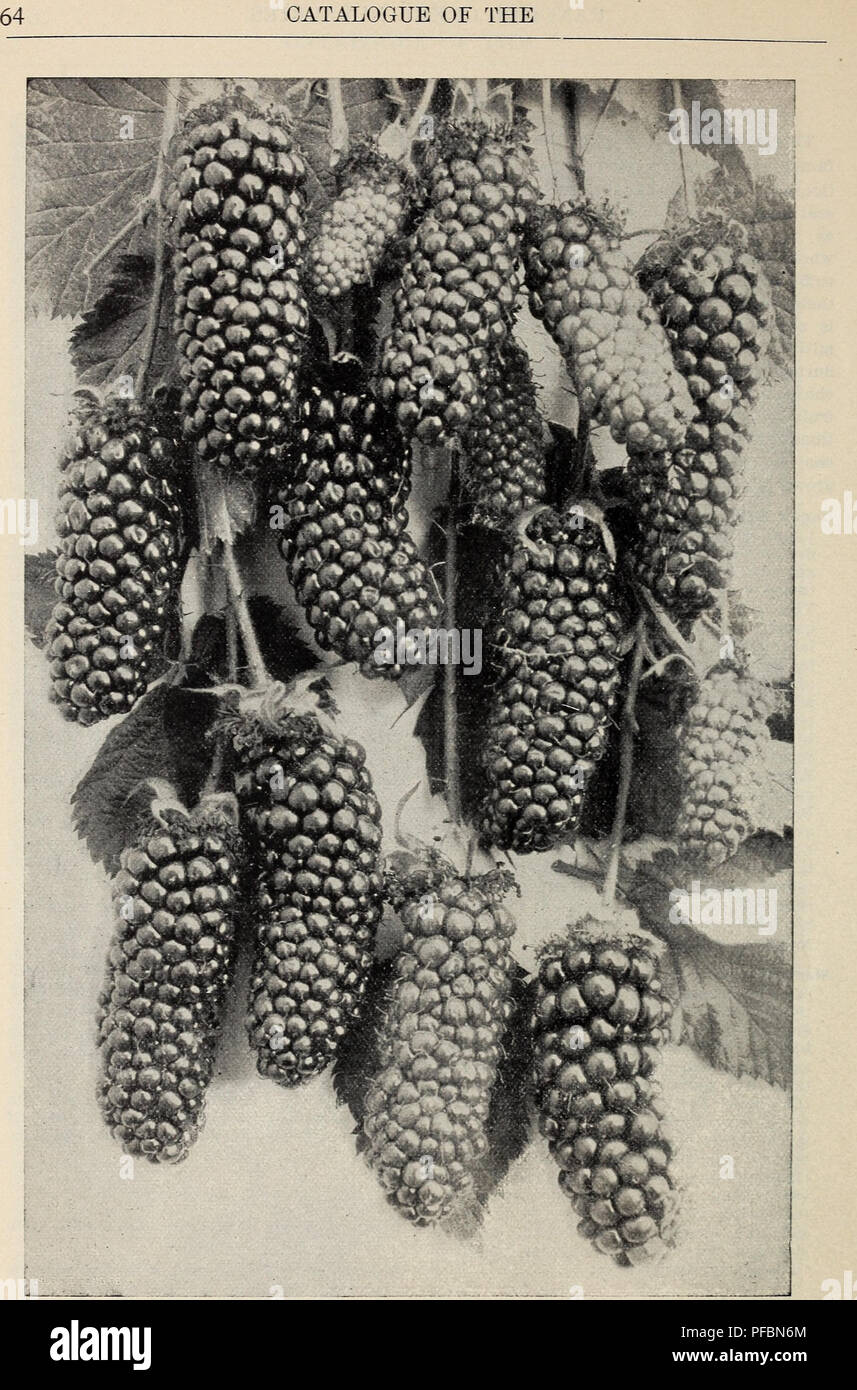 . Descriptive catalogue : fruit and forest trees, vines and shrubs, palms and choice roses. Nursery stock California Fresno Catalogs; Nurseries (Horticulture) California Fresno Catalogs; Fruit trees Seedlings Catalogs; Fruit Catalogs; Plants, Ornamental Catalogs; Trees Seedlings Catalogs; Shrubs Catalogs. The Mammoth Blackberry. See page 63.. Please note that these images are extracted from scanned page images that may have been digitally enhanced for readability - coloration and appearance of these illustrations may not perfectly resemble the original work.. Fancher Creek Nurseries; Roeding,  Stock Photo
