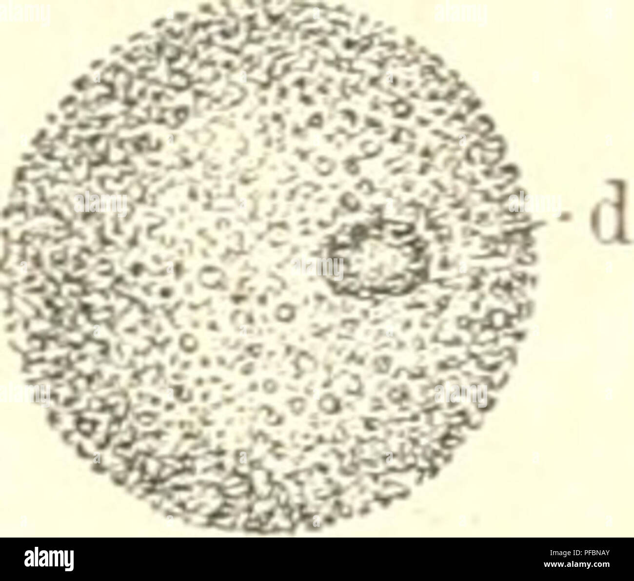 ana au high resolution stock photography and images alamy